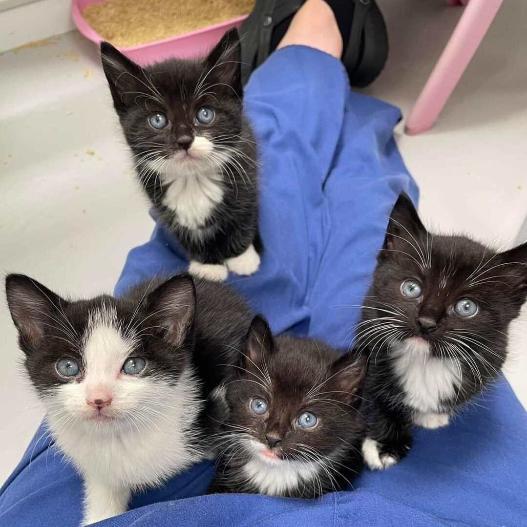 4 cute black and white kittens sat on a volunteers lap, looking at the camera.