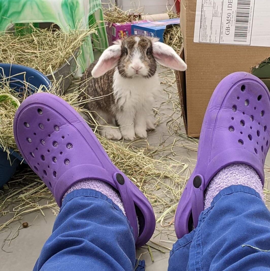 The feet of a volunteer wearing crocs, sat on the floor of a rabbit run, with a cute white and brown rabbit staring at them.