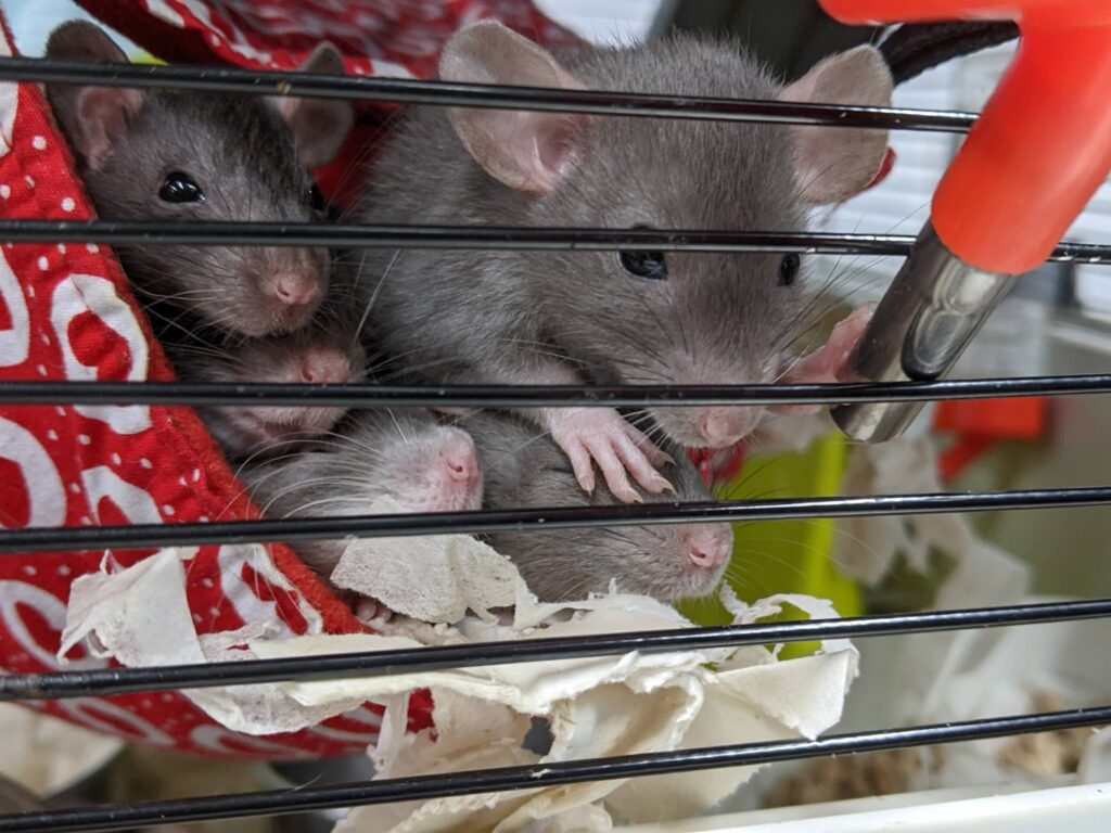 Mice looking out of cage