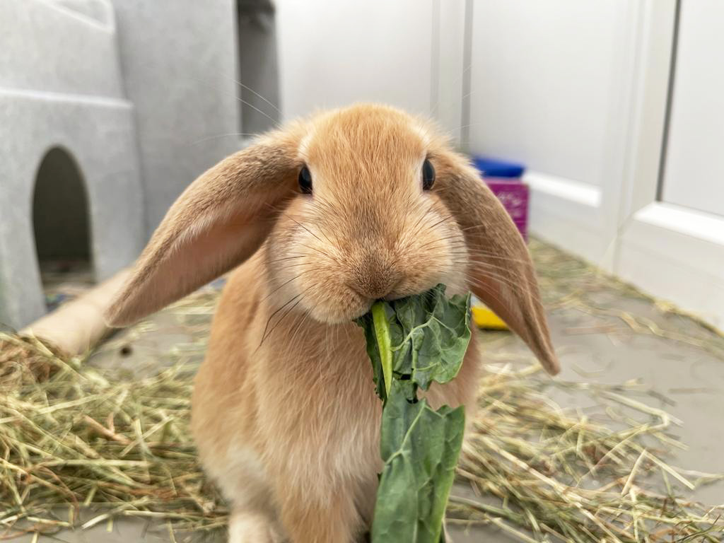 Rabbit - at centre - RSPCA Manchester and Salford Branch