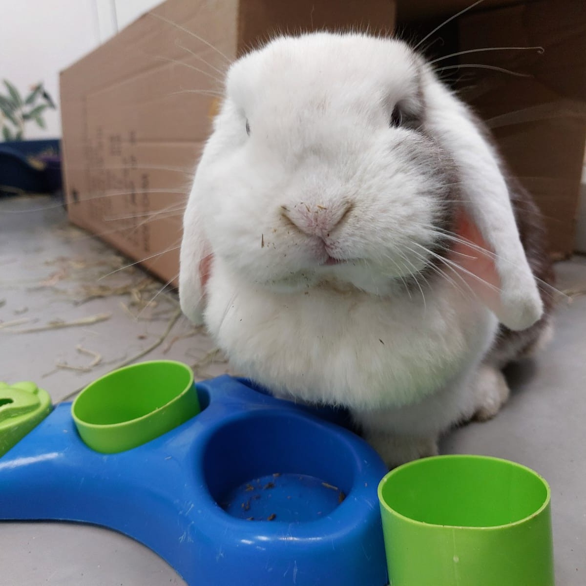 White rabbit in sitting position, next to food bowls