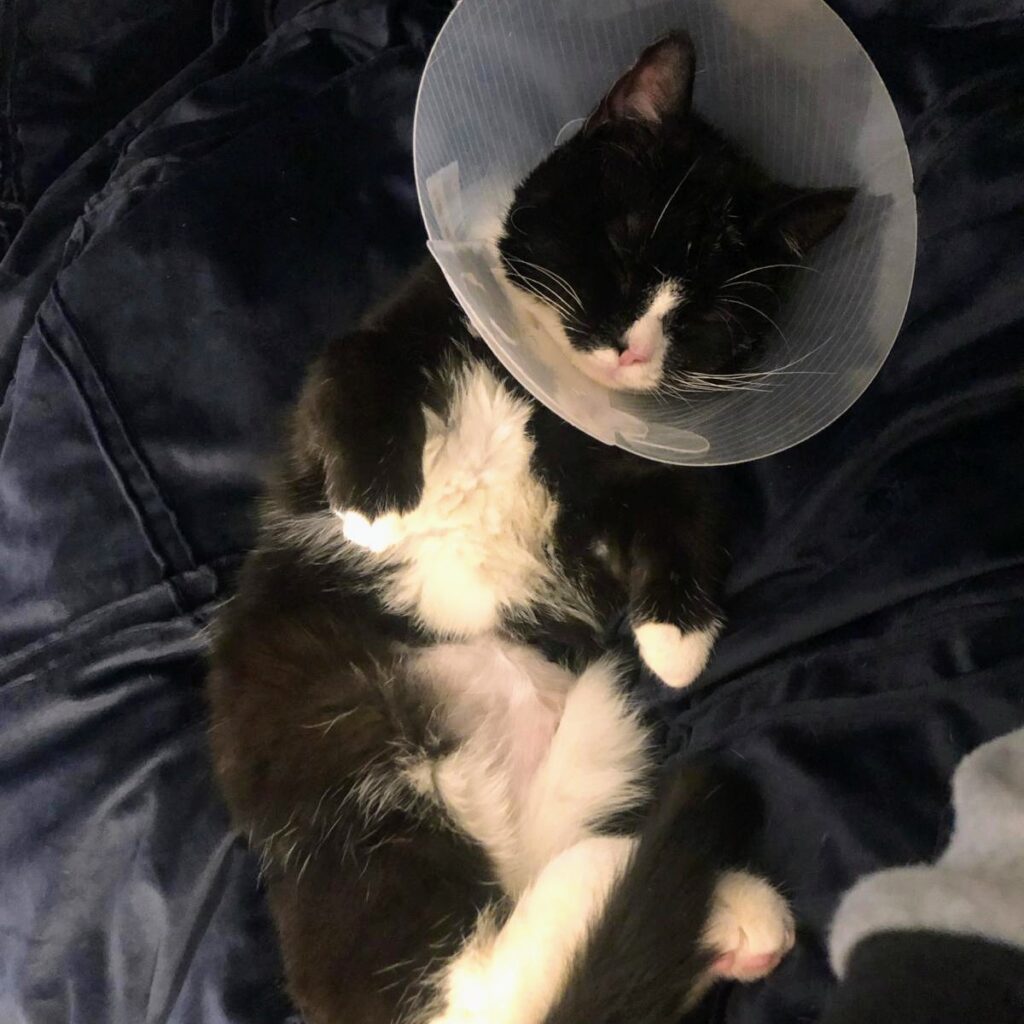 Black and white cat wearing a cone