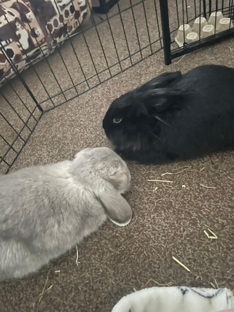 Rabbit bonding