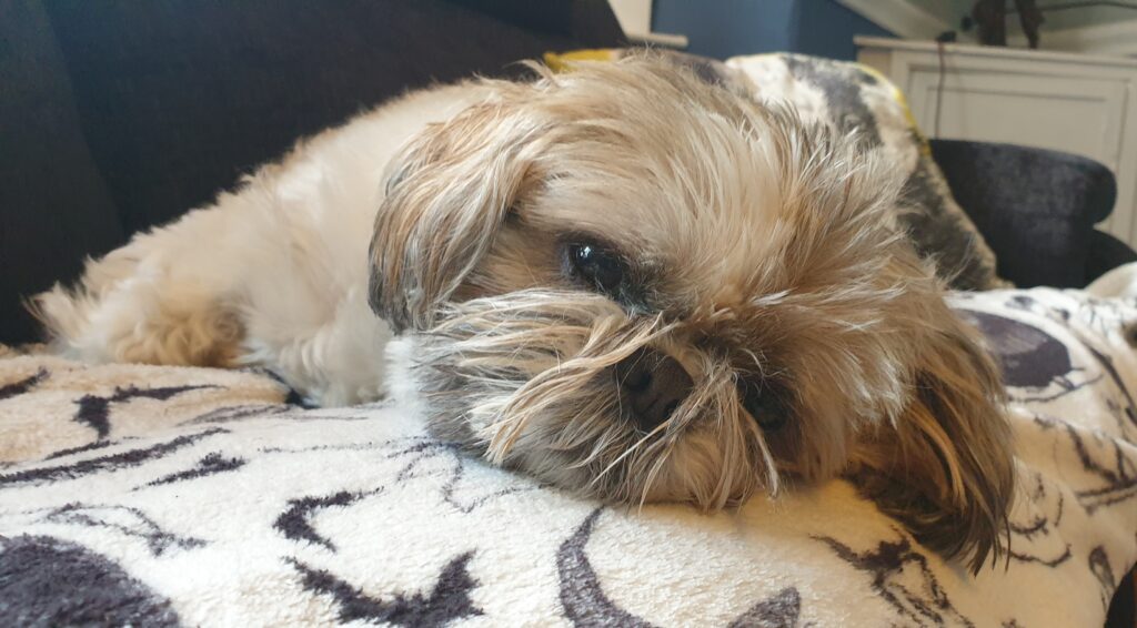 Dagnabbit, an 11 year old Shih Tzu dog adopted from the RSPCA Manchester and Salford branch lay on a couch.
