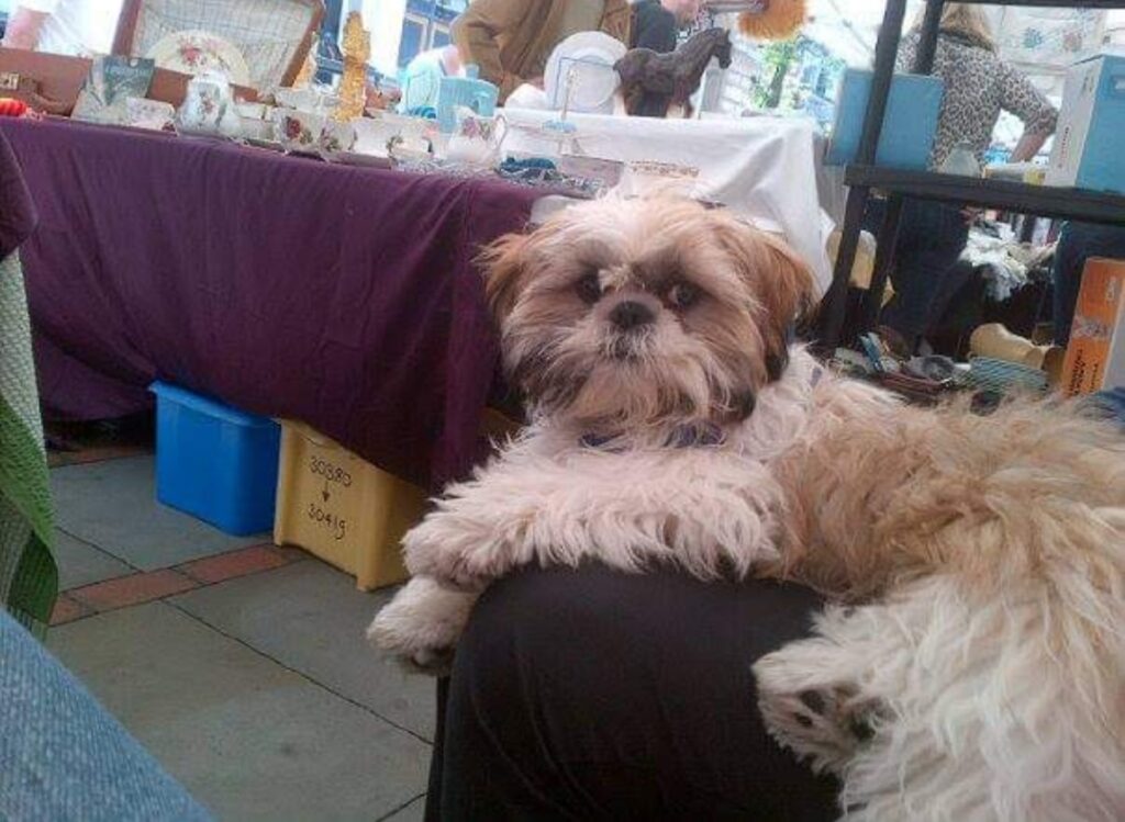Dagnabbit sat on someone's knee at an RSPCA Manchester and Salford event.