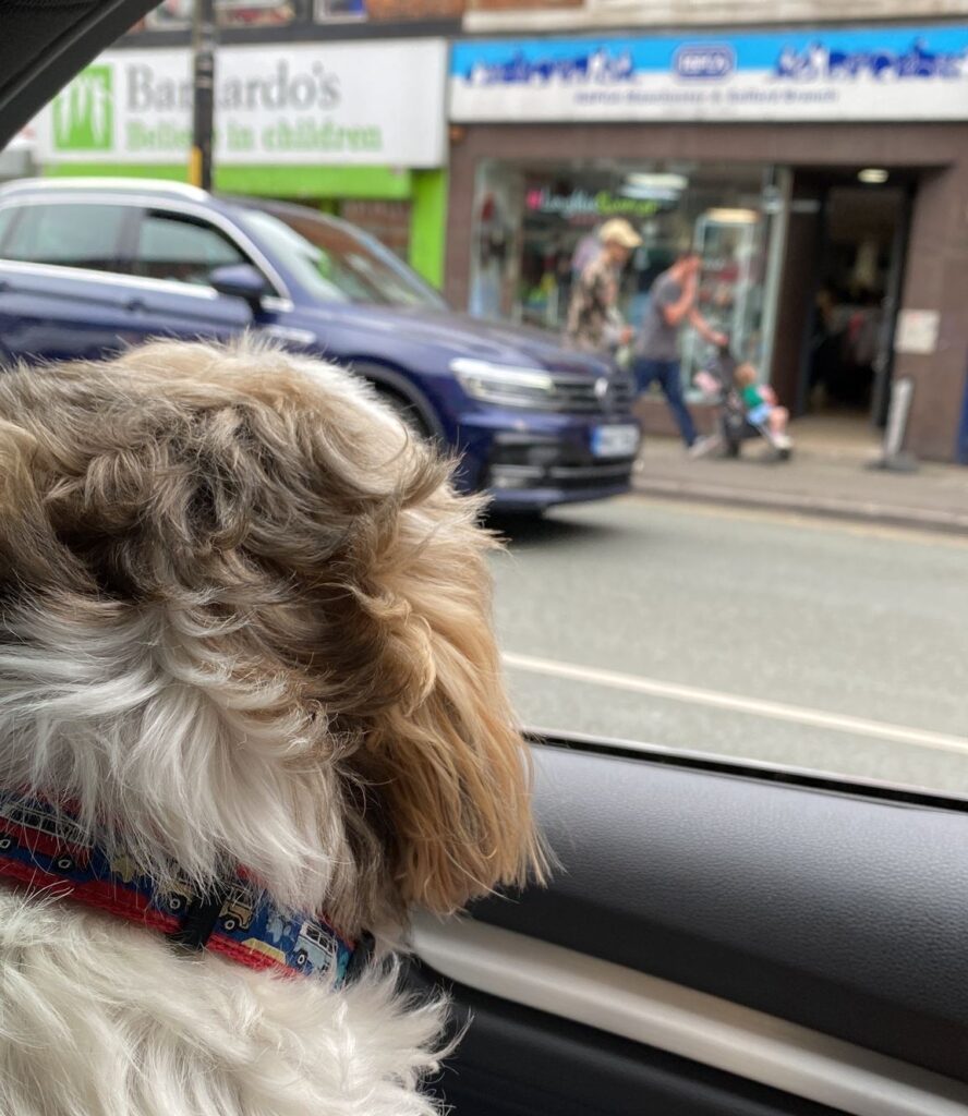Dagnabbit sat in a car looking outside with the RSPCA Chorlton Shop in the background.