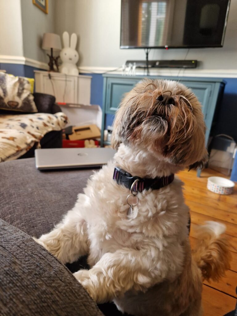 Dagnabbit, an 11 year old Shih Tzu dog adopted from the RSPCA Manchester and Salford branch standing on two legs and howling.