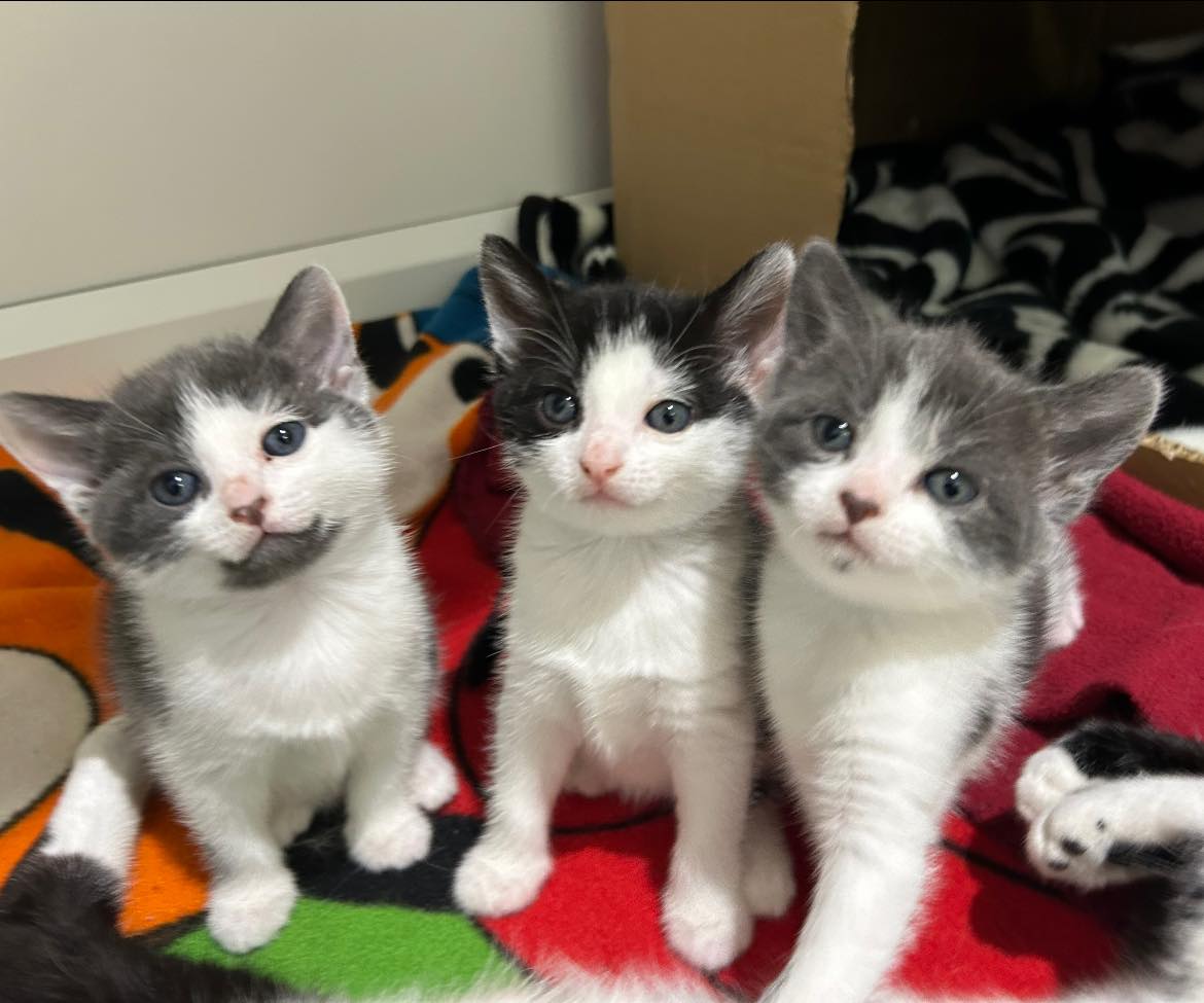Kittens RSPCA