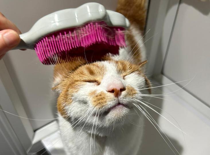 Cat being brushed