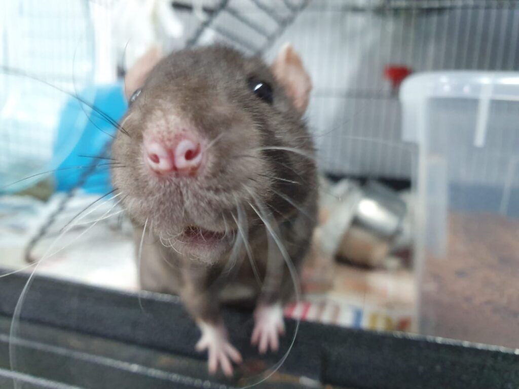 Rat